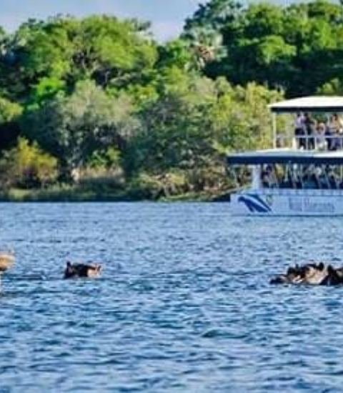 Tourists watching hippos on a standard Zambezi cruise