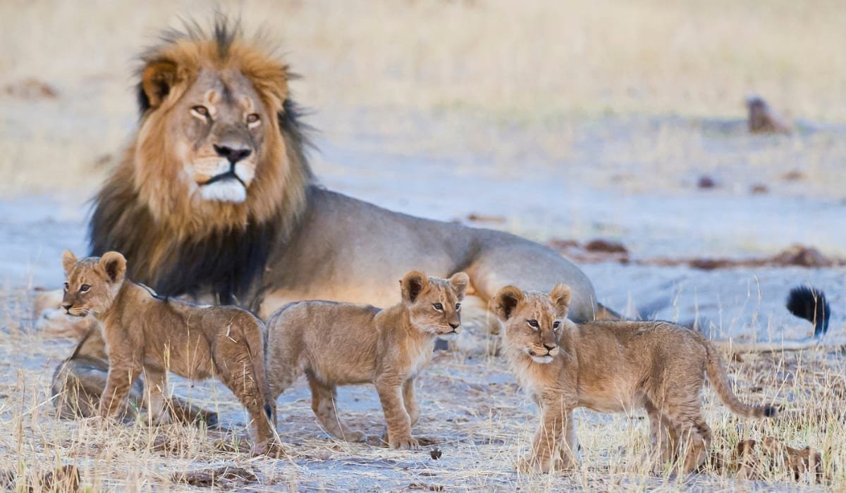 Guests on a private reserve game drive experience