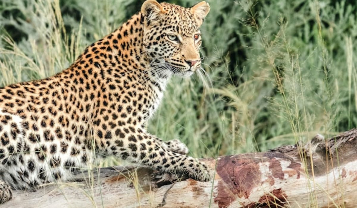 Leopard spotted on a private reserve game drive