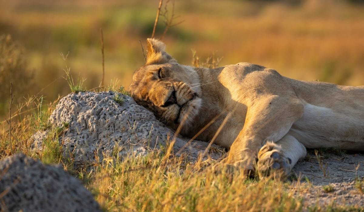 Lion spotted resting on a private reserve game drive