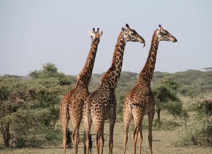  Victoria Falls village tour